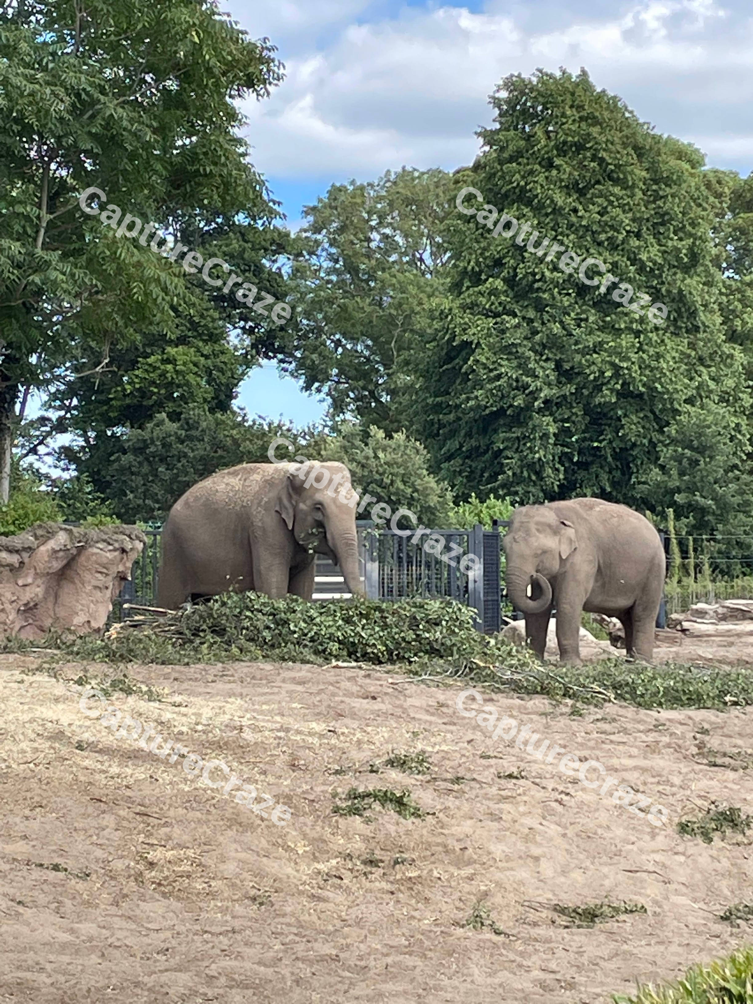 African Elephants